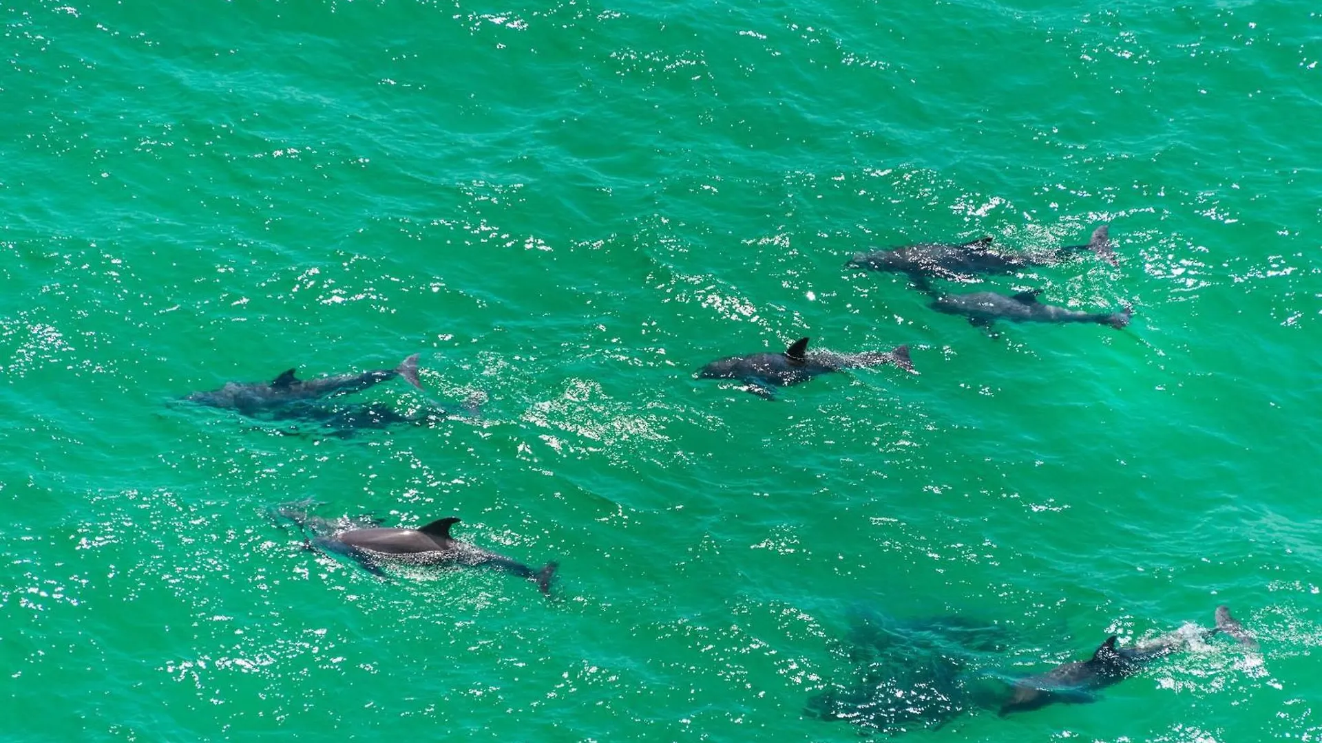 Calypso 1-608 East Aparthotel Panama City Beach 0*,  United States